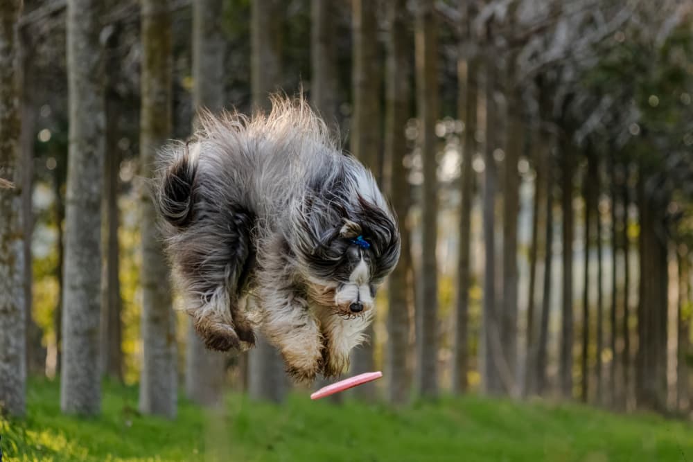 Playful Dog Jump by Gila Koller — canvas wall art