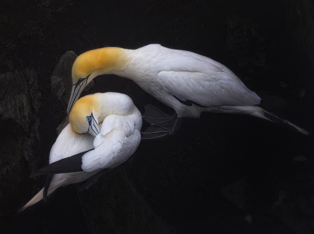 Gannet Pair Preening by Molly Fu APA — canvas wall art