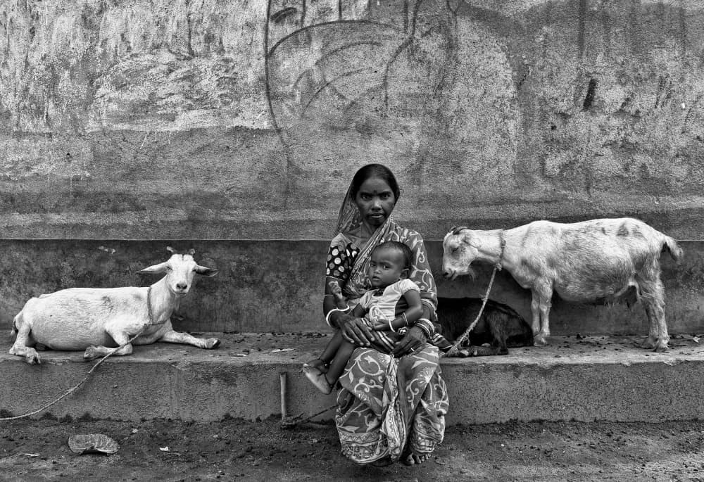 Indian Mother Child Goats by Avishek Das — canvas wall art