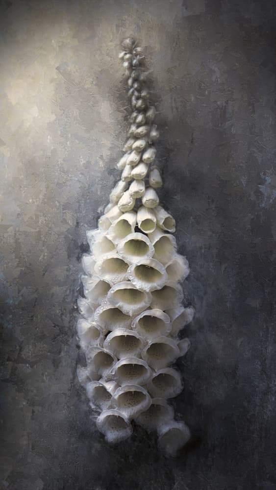 White Bell Shapes by Kristina Zvinakeviciute — canvas wall art