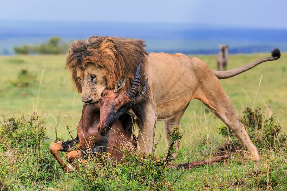 Male Lion Hunt by Raymond Ren Rong Liu — canvas wall art