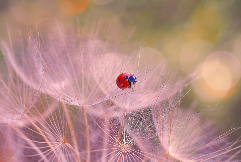 Ladybug on Dandelion by Thierry Dufour — canvas wall art
