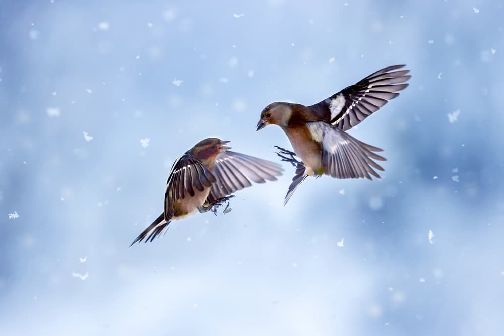 Winter Birds in Flight by Marco Redaelli — canvas wall art