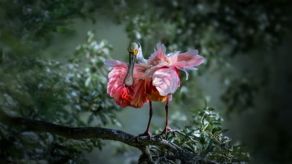Elegant Roseate Spoonbill by tianhuayu — canvas wall art