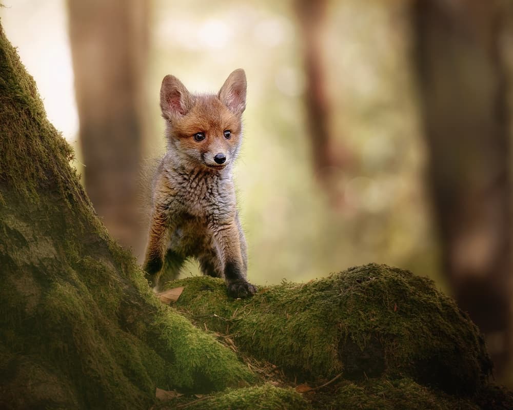 Curious Baby Fox by Michaela Firešová — canvas wall art