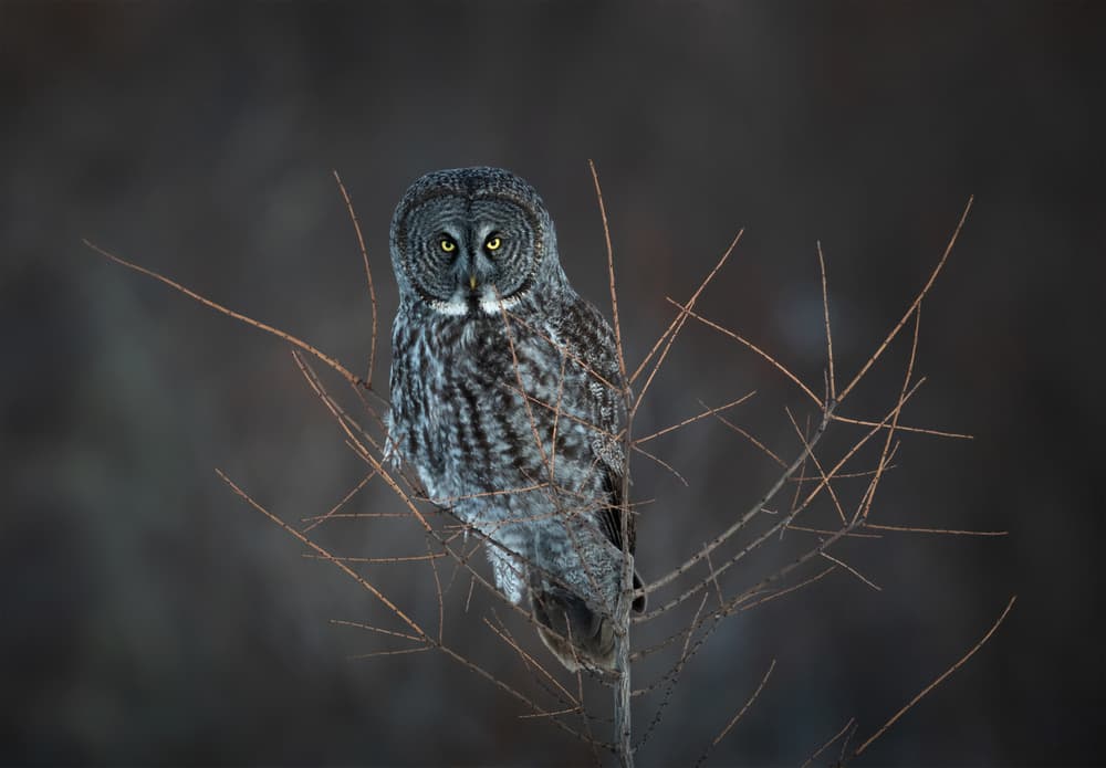 Great Gray Owl Perched by Donald Luo — canvas wall art