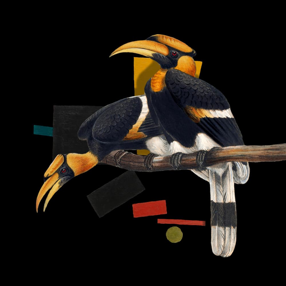 Modern Hornbills Abstract by Marja van den Hurk — canvas wall art