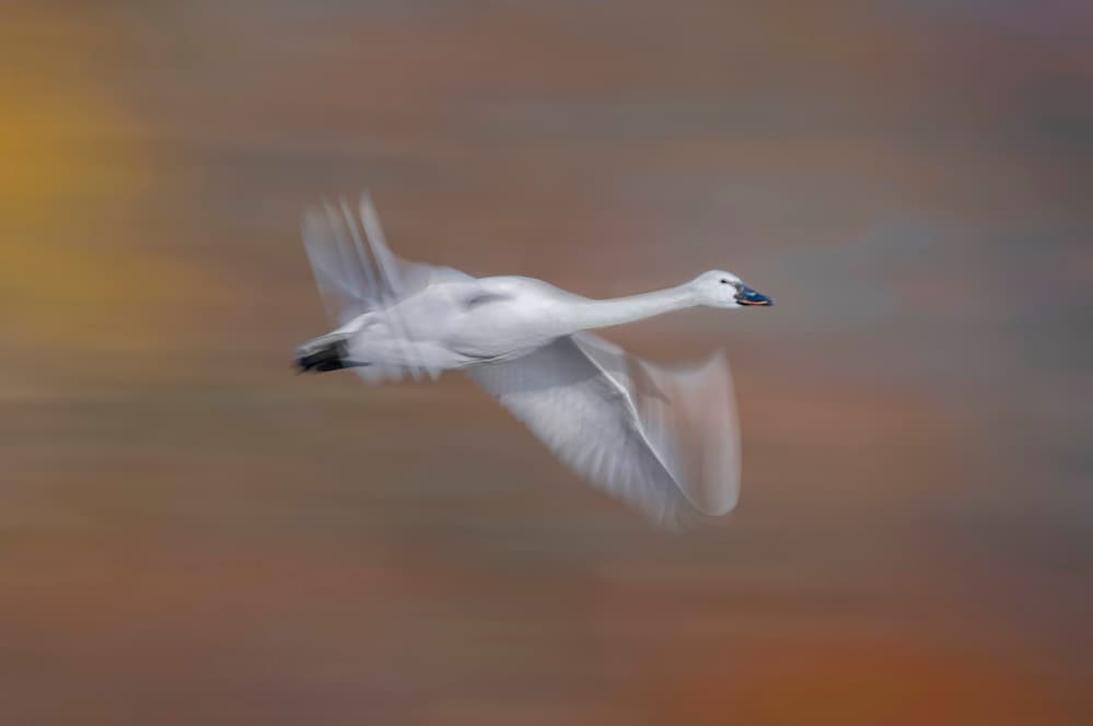 Graceful Swan Flight by Larry Deng APA — canvas wall art