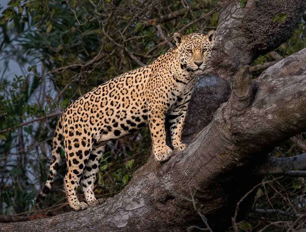 Wild Jaguar In Tree by Liwen Tao — canvas wall art
