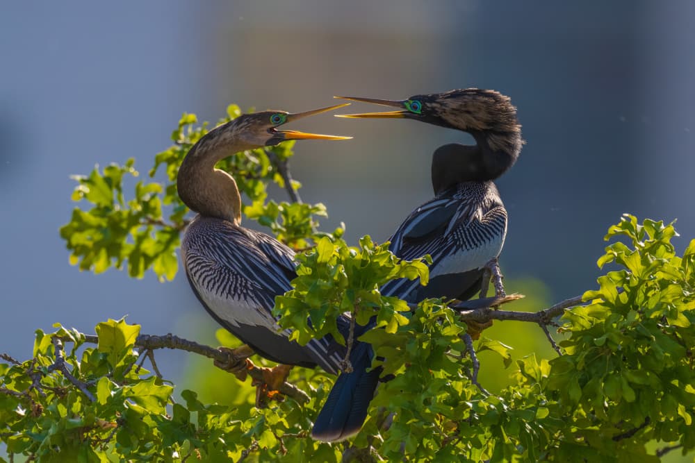 Striking Anhinga Pair by Mike He — canvas wall art