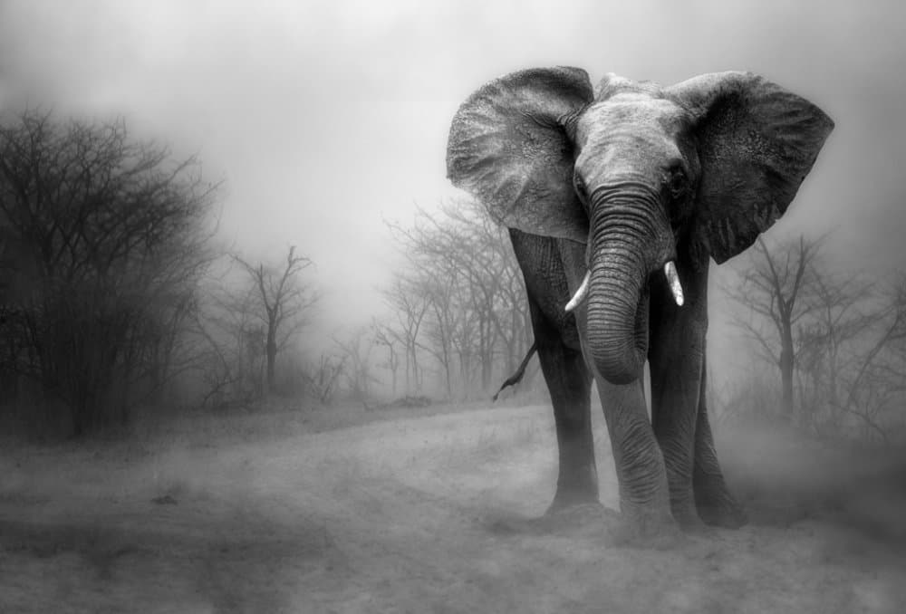 Misty Forest Elephant by Charlaine Gerber — canvas wall art