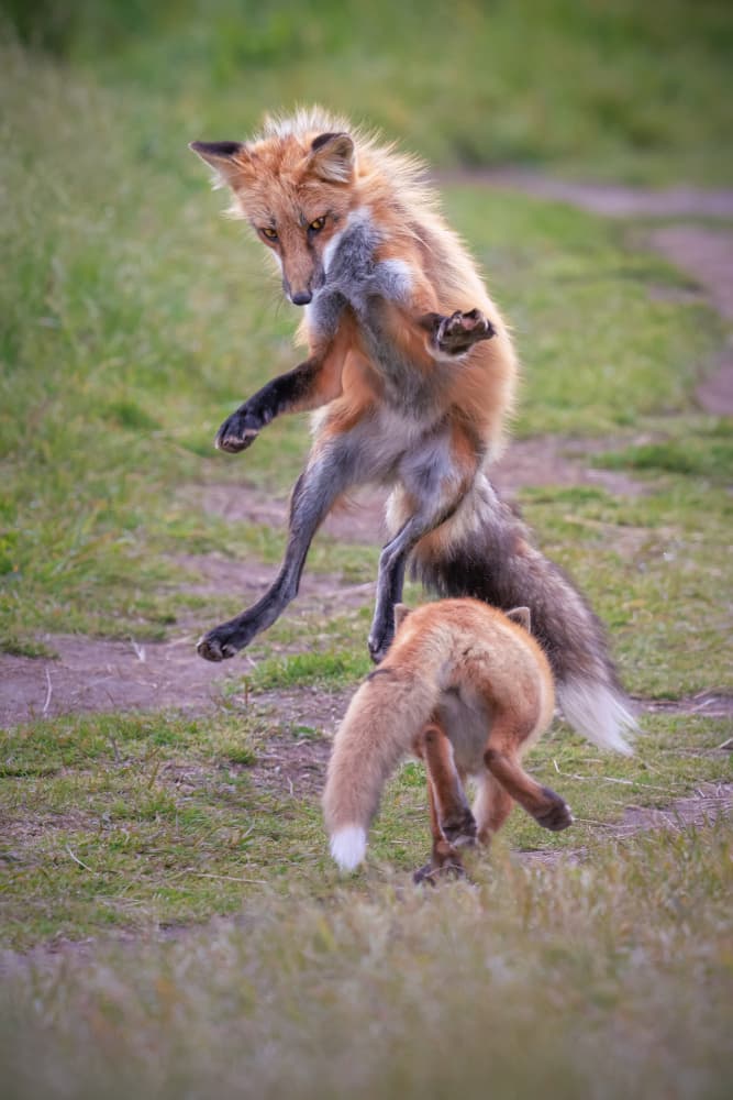 Red Foxes Playing by Mei Hu — canvas wall art