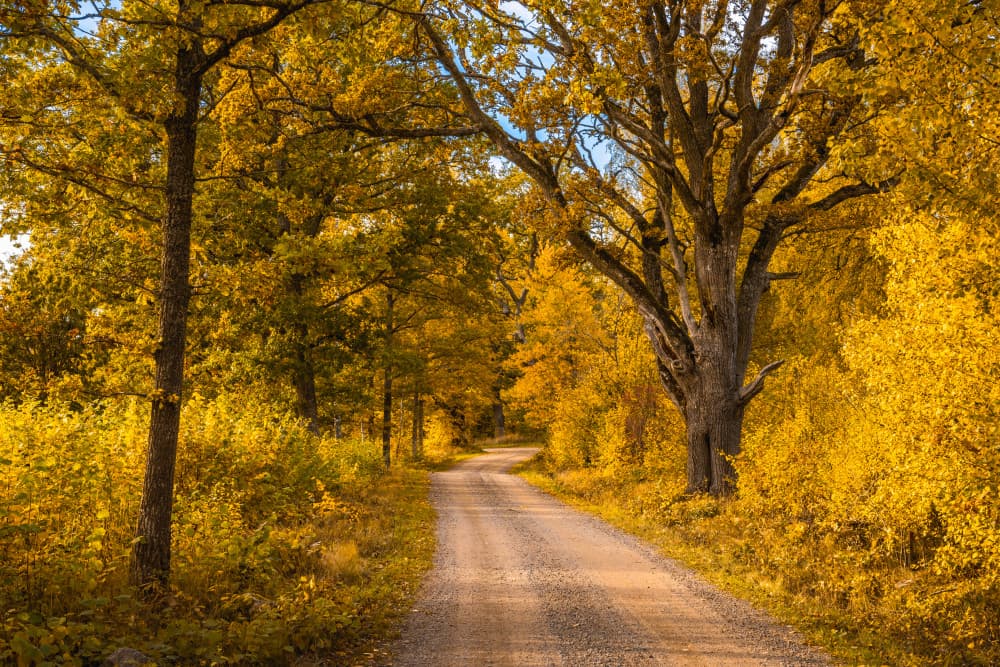 Golden Autumn Road by Christian Lindsten — canvas wall art