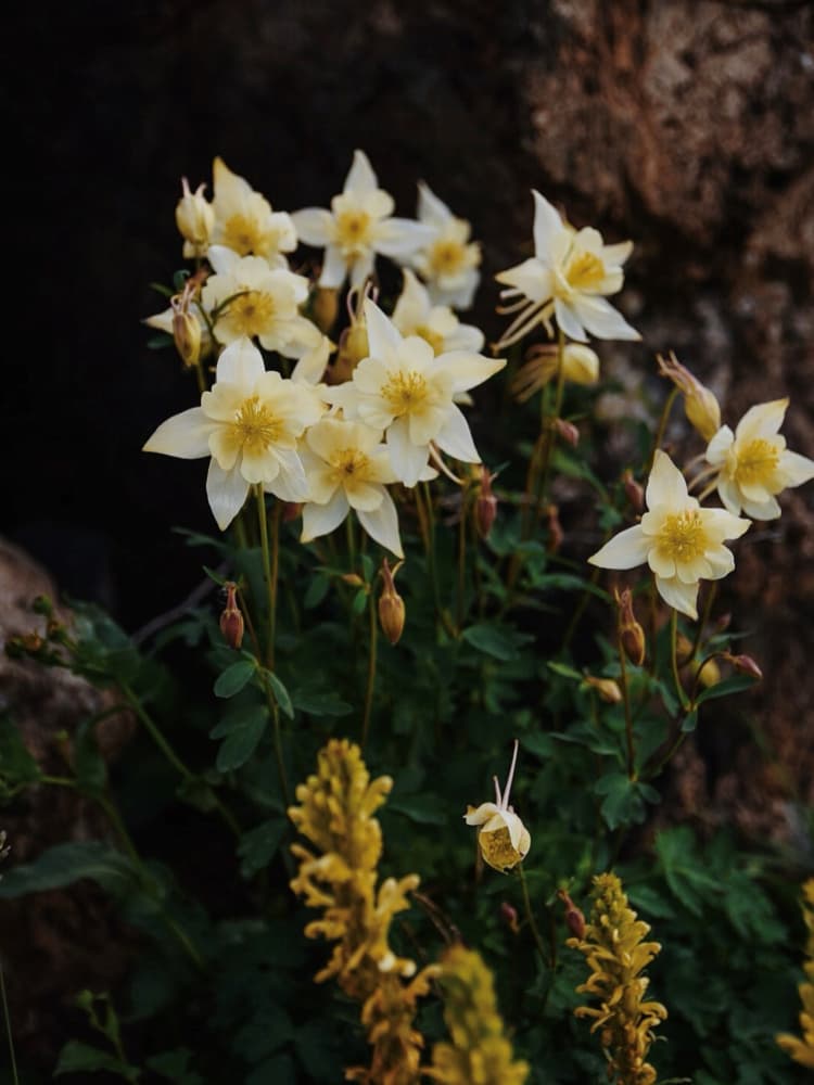 Soft Yellow Columbine Flowers by Del Mundo Imagery — canvas wall art