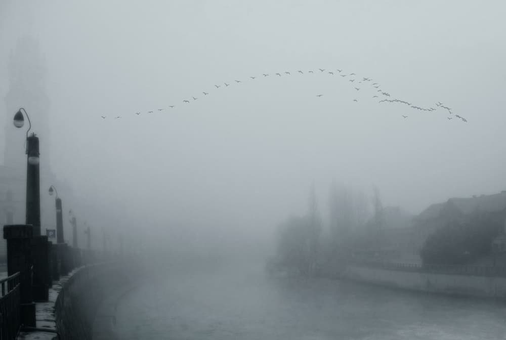 Birds Over Foggy River by Nicoleta Gabor — canvas wall art