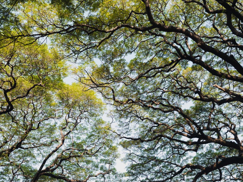 Vibrant Forest Canopy by Photolovers — canvas wall art