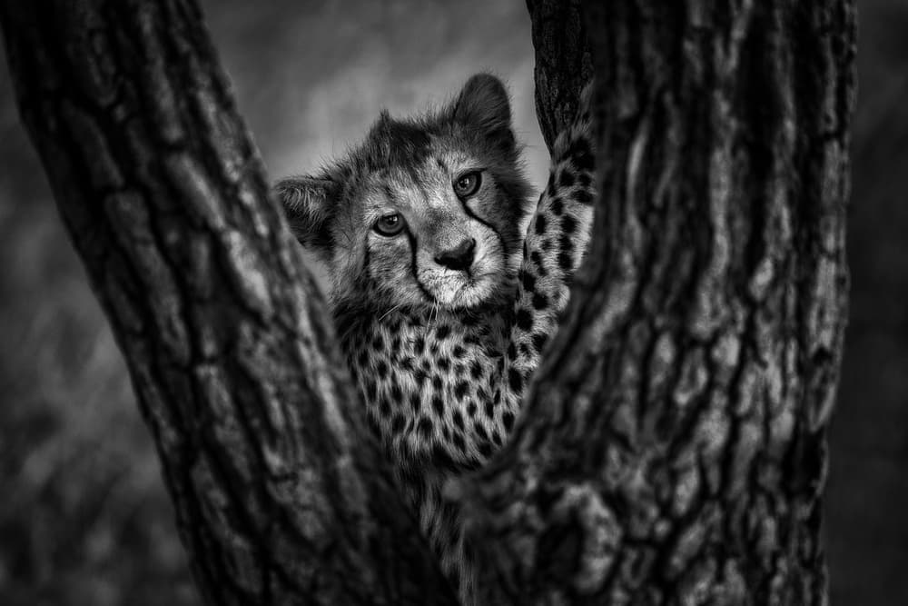 Curious Cheetah Cub by Mohammed Alnaser — canvas wall art