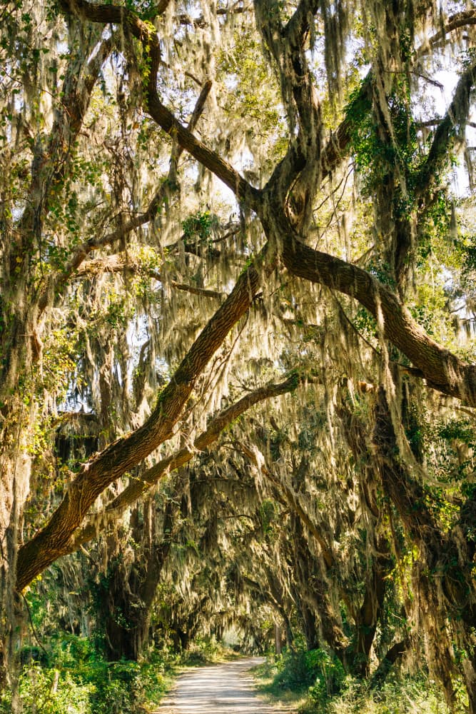 Southern Mossy Oak Tunnel by Bethany Young — canvas wall art