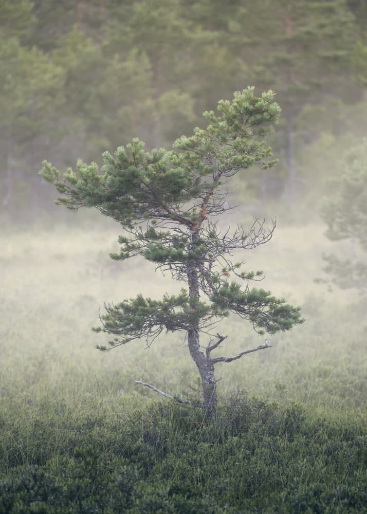 Misty Pine Serenity by Hamed Bank — canvas wall art