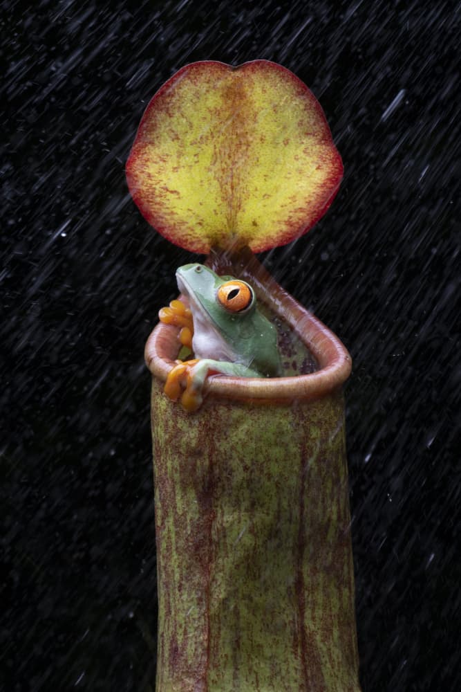 Red-Eyed Tree Frog Shelter by Ajar Setiadi — canvas wall art