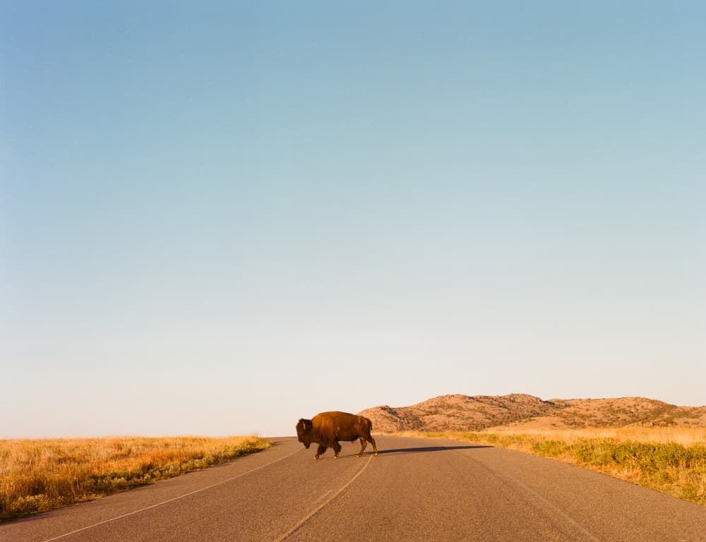 Bison on Open Road by Bethany Young — canvas wall art