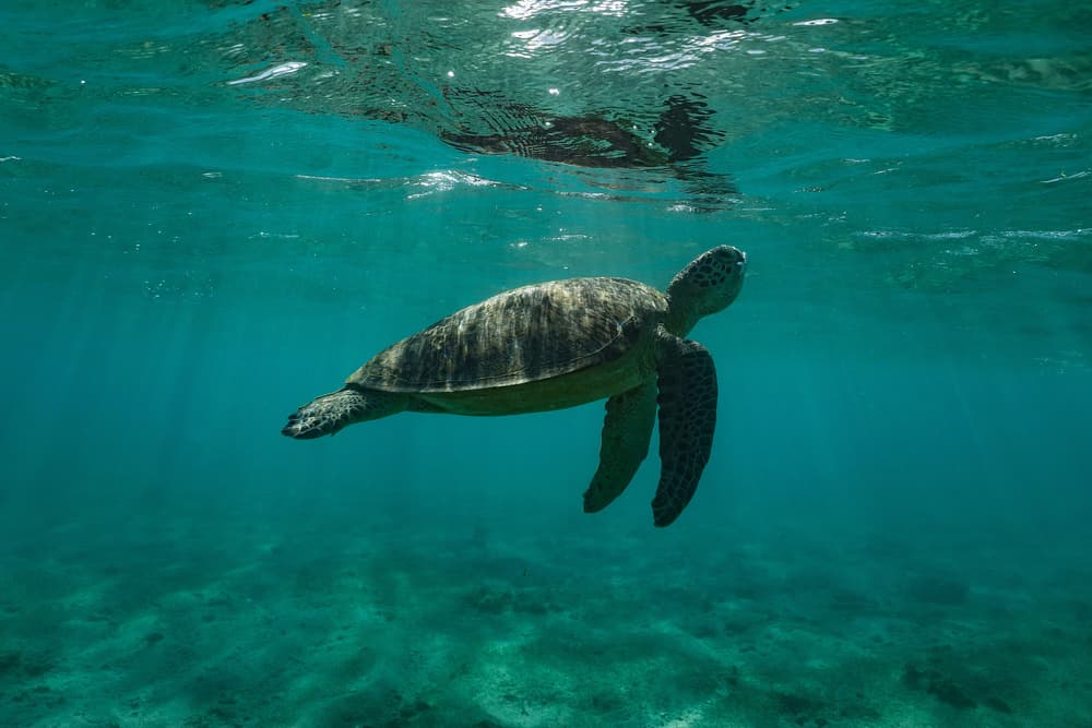 Graceful Sea Turtle Swim by Serge Melesan — canvas wall art