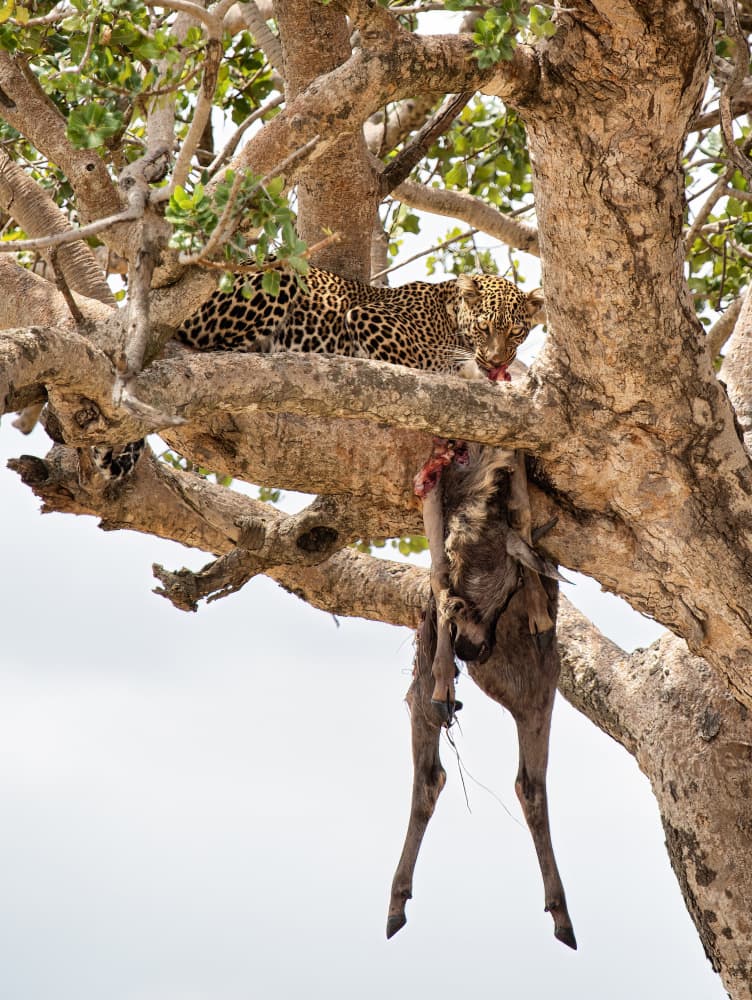 Leopard Feasting in Tree by Raffi Bashlian — canvas wall art