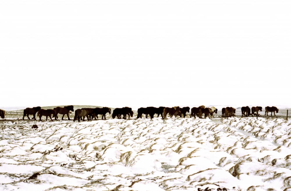 Wild Horses in Snow by Lynann Colligan — canvas wall art