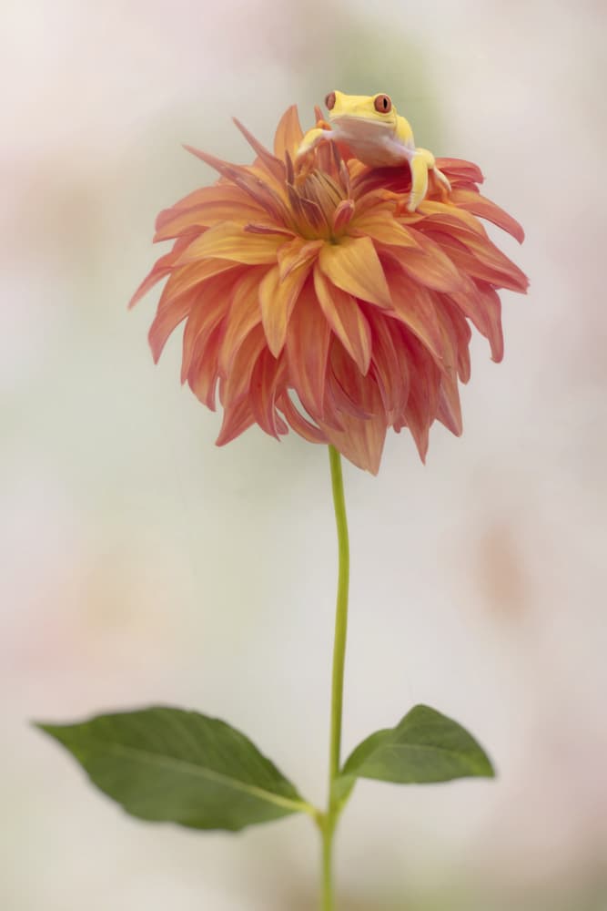 Golden Frog Dahlia by Linda D Lester — canvas wall art