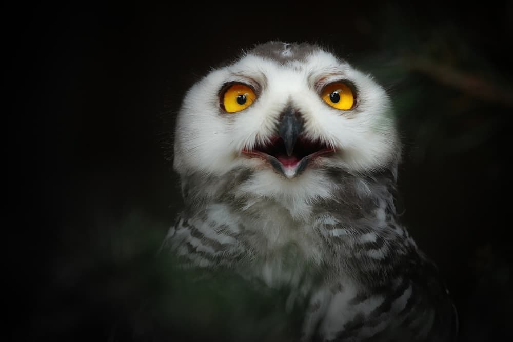 Startled Snowy Owl by Antje Wenner-Braun — canvas wall art