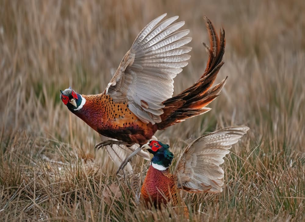 Pheasants Take Flight by Allan Wallberg — canvas wall art
