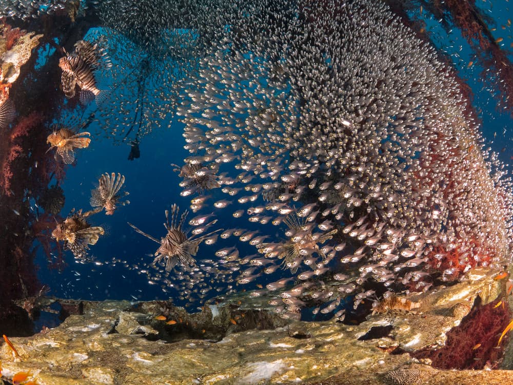 Underwater Predator and Prey by Ilan Ben Tov — canvas wall art