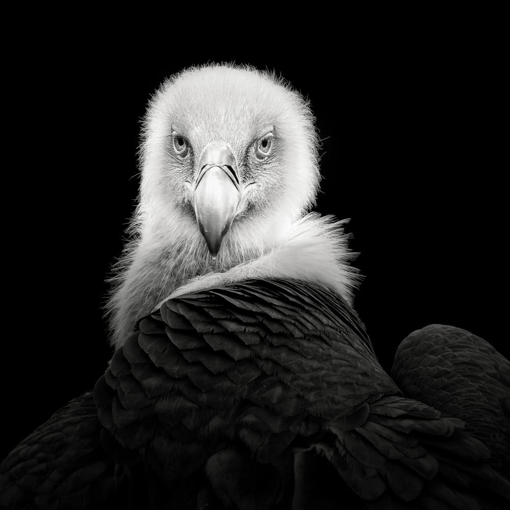 Intense Vulture Gaze by Christian Meermann — canvas wall art