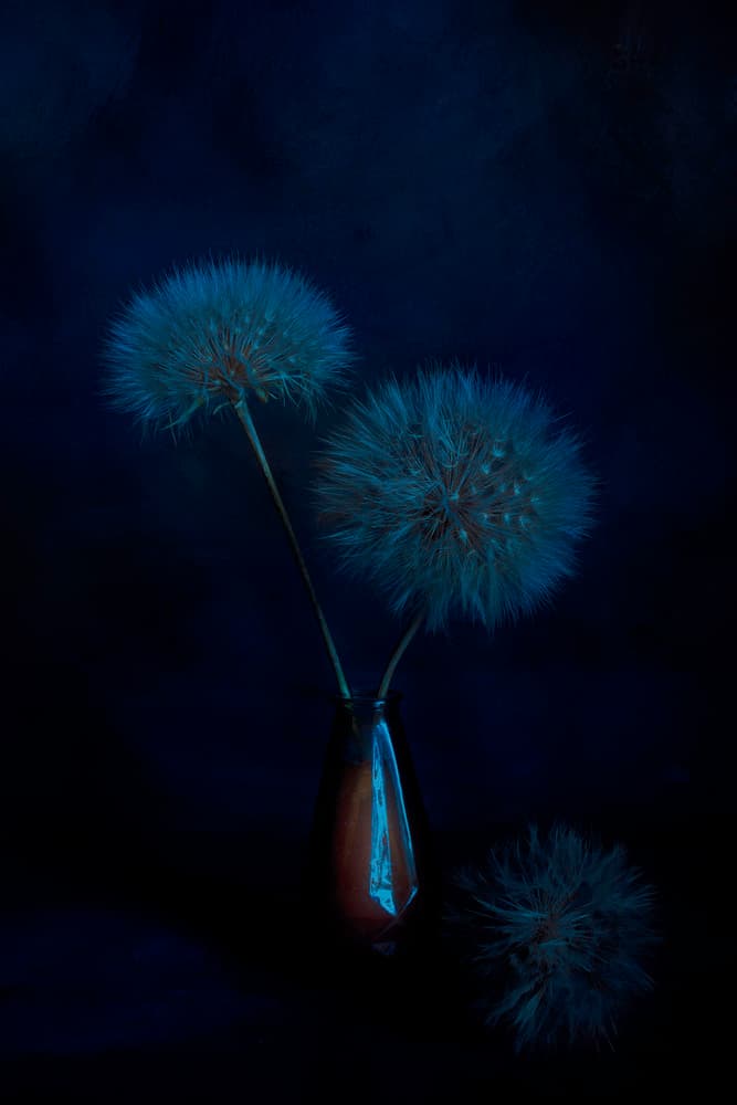 Ethereal Dandelion Glow by Cicek Kiral — canvas wall art