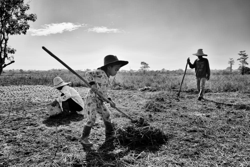 Young Farmers Toil by Kieron Long — canvas wall art