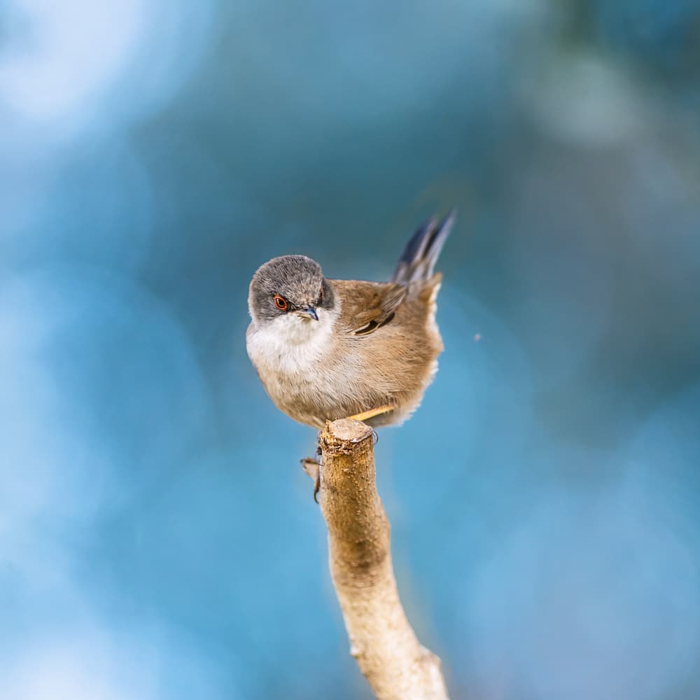 Solitary Bird On Branch by Felice Angelino — canvas wall art