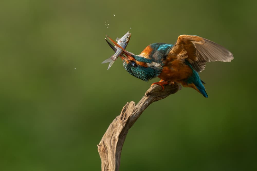Kingfisher's Double Catch by Nina Pauli — canvas wall art