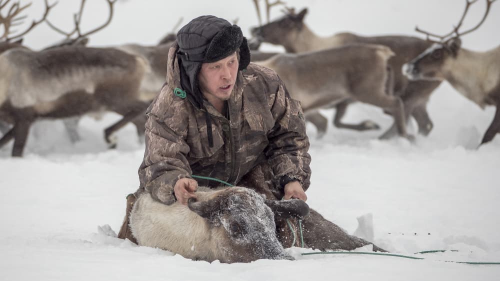 Arctic Reindeer Herder by Marcel Rebro — canvas wall art
