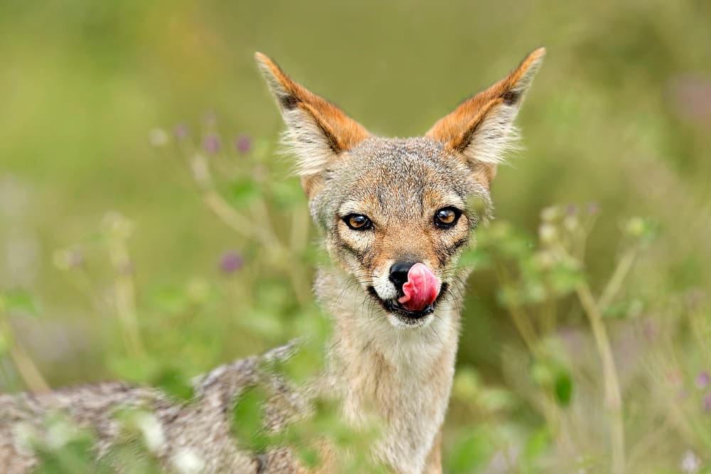 Playful Jackal Portrait by Eyal Amer — canvas wall art