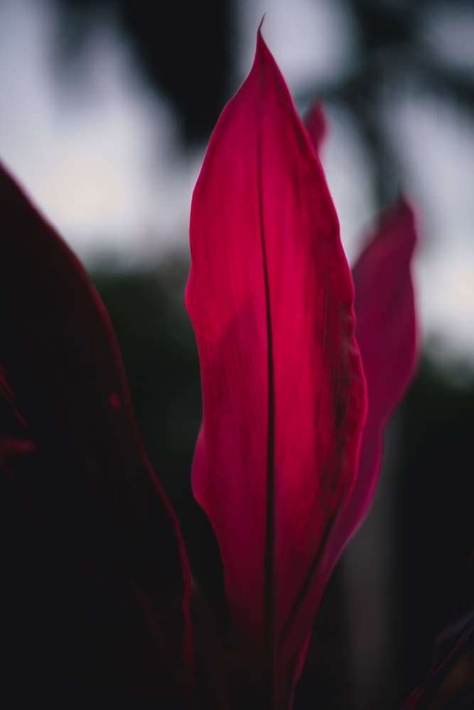 Glowing Pink Leaf by Tim Mossholder — canvas wall art