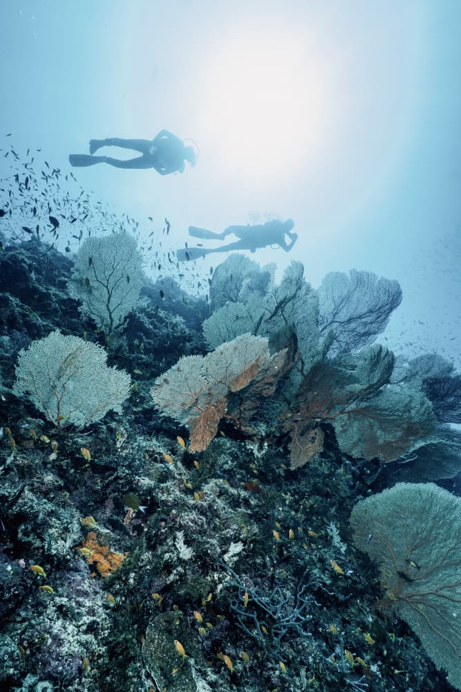 Sunlit Divers Above Coral by Serge Melesan — canvas wall art