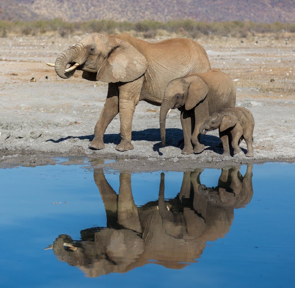 Elephant Family Reflection by Jaco Marx — canvas wall art