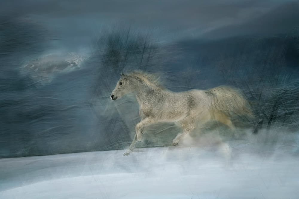 Galloping Winter Horse by Milan Malovrh — canvas wall art