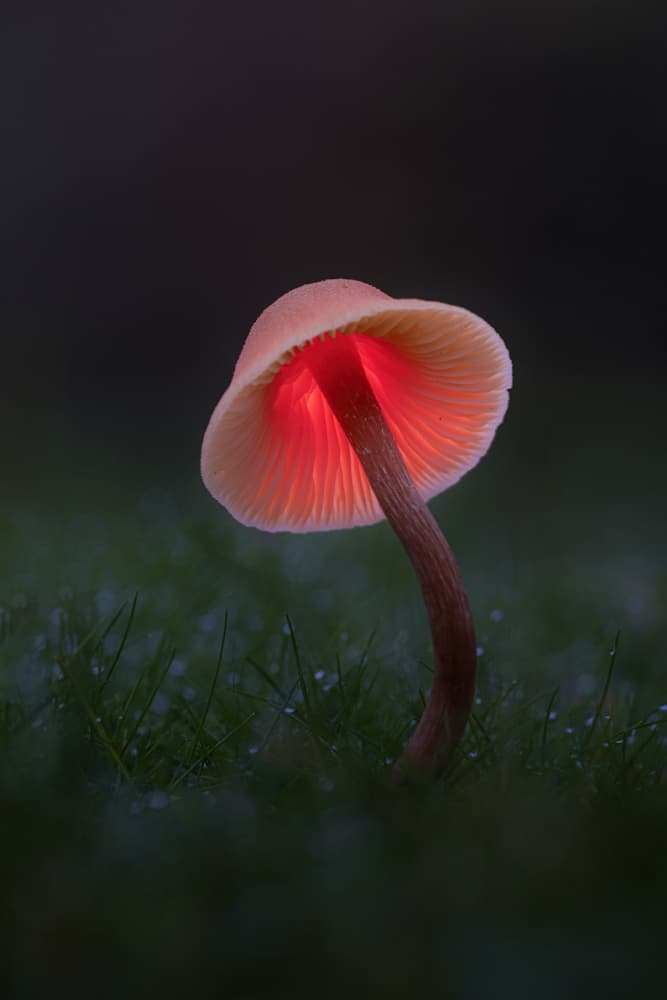 Mystical Glowing Mushroom by Kutub Uddin — canvas wall art