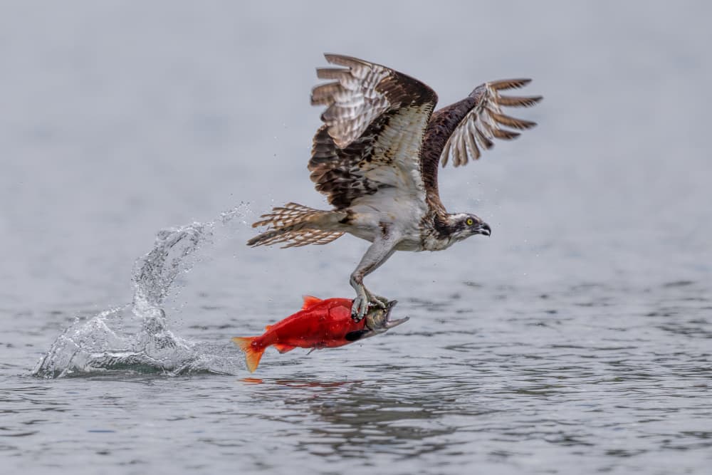 Osprey Catches Red Salmon by Jun Zuo — canvas wall art