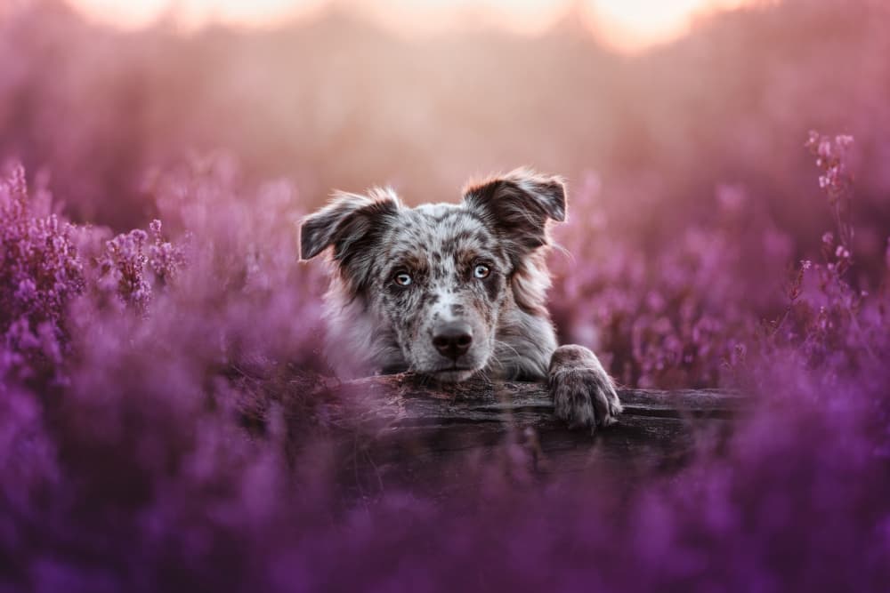 Merle Puppy in Flowers by Ve Shandor — canvas wall art