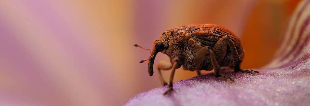 Close-Up Weevil Bloom by Thierry Dufour — canvas wall art