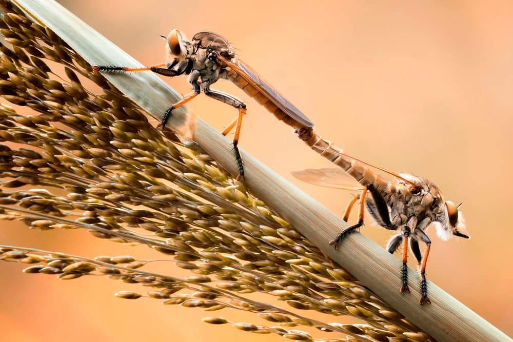 Mating Robber Flies by Fauzan Maududdin — canvas wall art