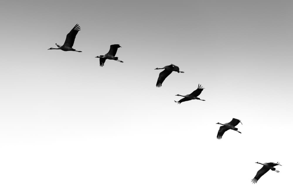 Graceful Crane Flight by Benny Pettersson — canvas wall art