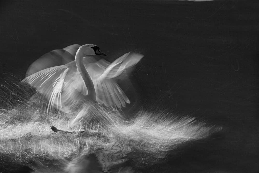 Elegant Swan Display by Milan Malovrh — canvas wall art